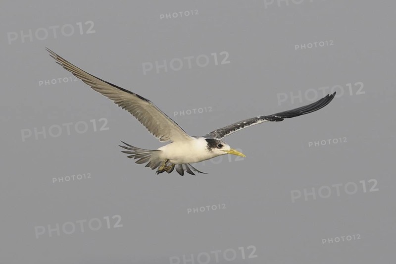 Greater Crested Tern (Thalasseus bergii) flying, Goa, India