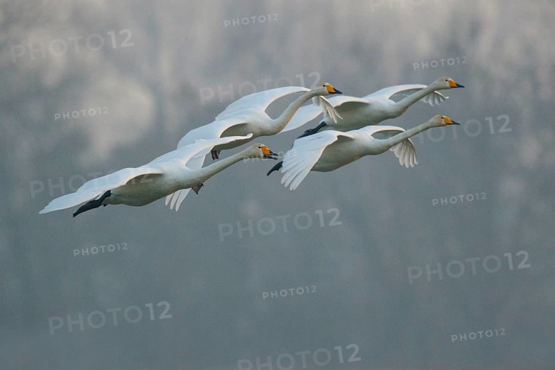 Whooper Swan (Cygnus cygnus) group flying, North Rhine-Westphalia, Germany