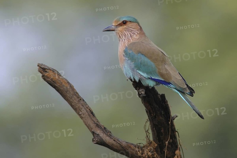 Indian Roller (Coracias benghalensis), Keoladeo National Park, India