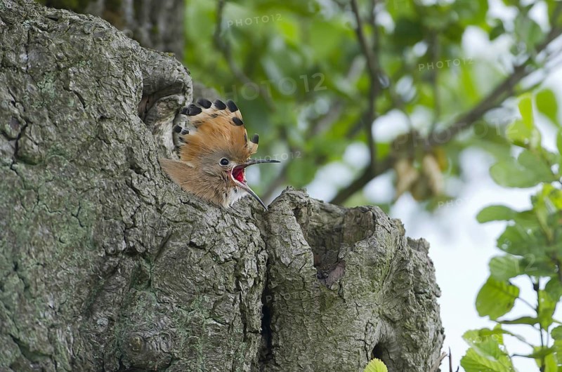 Eurasian Hoopoe (Upupa epops) juvenile, Brandenburg, Germany