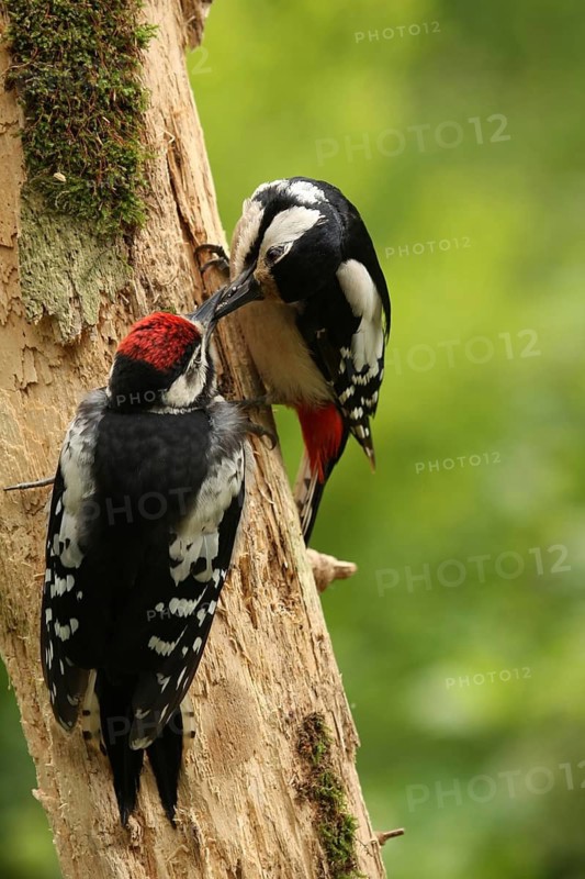 Great Spotted Woodpecker (Dendrocopos major) female with juvenile, Lower Saxony, Germany