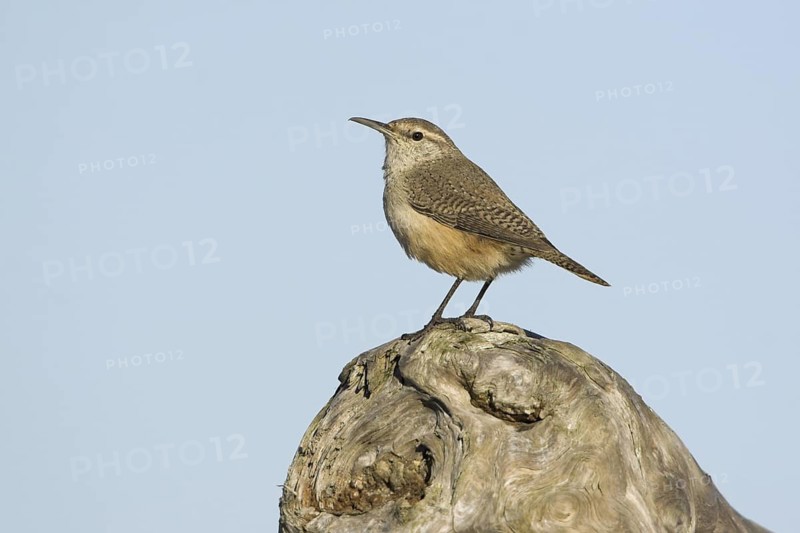 Rock Wren (Salpinctes obsoletus), British Columbia, Canada