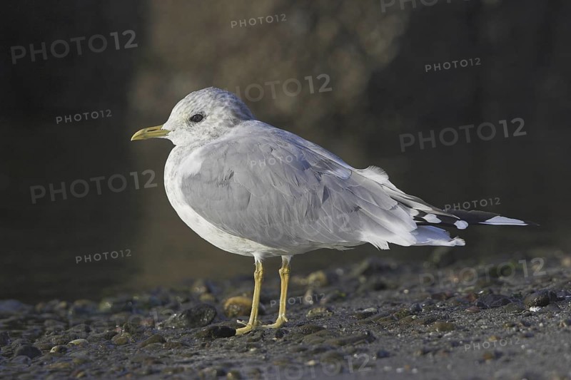 Mew Gull (Larus canus), British Columbia, Canada