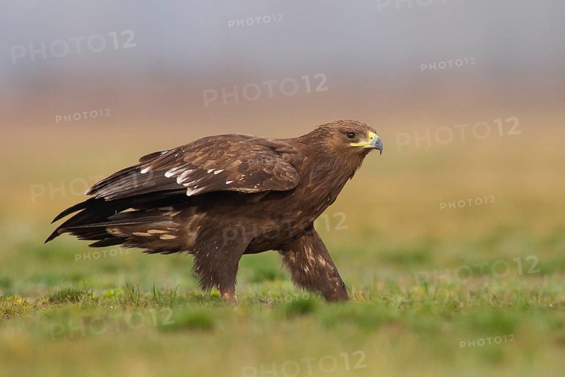 Greater Spotted Eagle (Clanga clanga) juvenile, Subotica, Serbia