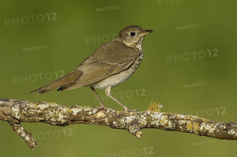 Grey-cheeked Thrush (Catharus minimus), Texas, USA