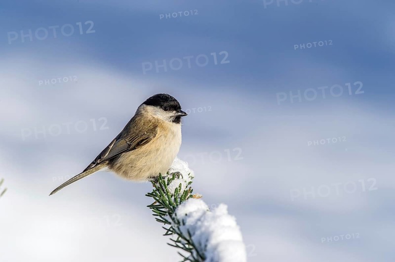 Swamp tit (Parus palustris) Marsh Tit • Baden-Württemberg, Germany, Baden-Württemberg, Federal Republic of Germany
