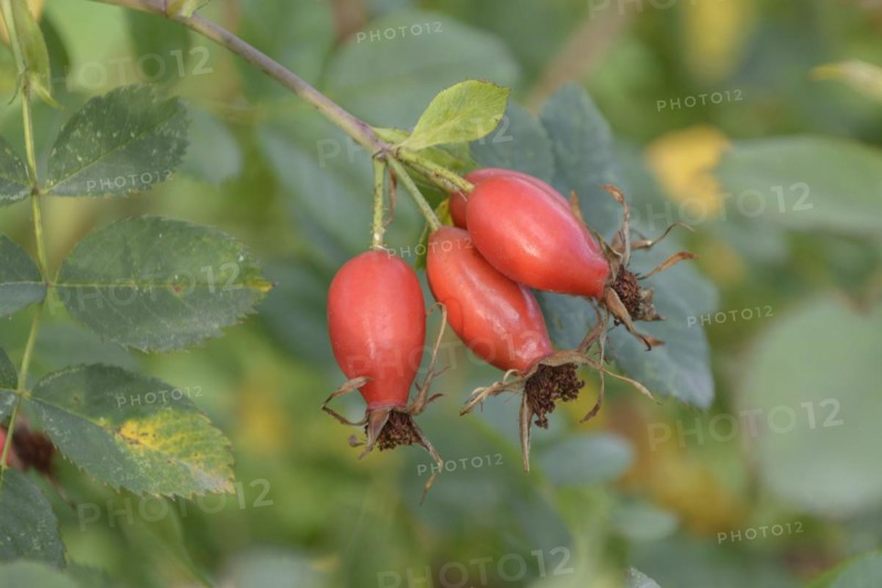 Pillnitz vitamin rose (Rosa 'Pi Ro 3'), wild fruit orchard, Sornzig, Saxony, Germany