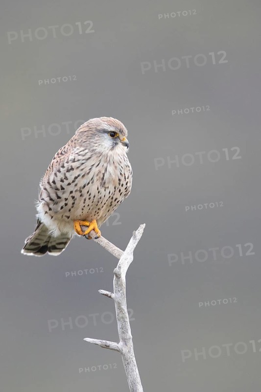 Common Kestrel (Falco tinnunculus) female perched on a branch, North Rhine-Westphalia, Germany