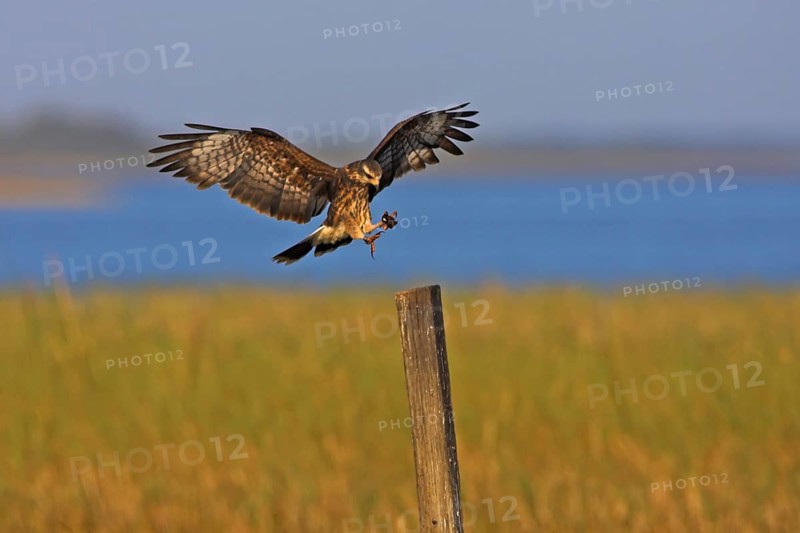 Snail Kite (Rostrhamus sociabilis), Florida, USA