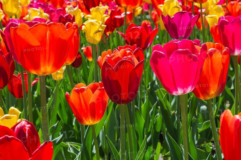 Tulipa 'Sunshine Mixture', Single Late Tulip flowers in spring, Quebec, Canada