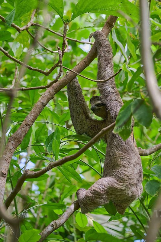 Three-fingered sloth male (Bradypus tridactylus) Costa Rica