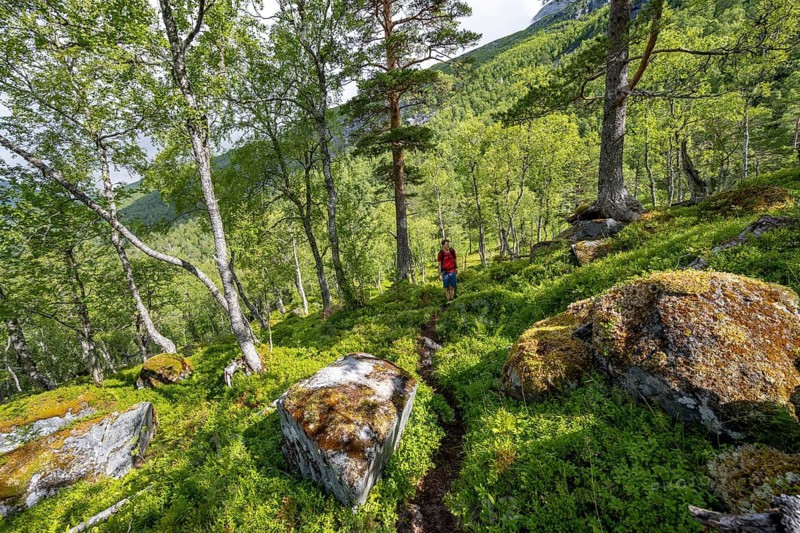 Hiker on a hiking trail in the forest, sun shining through trees, forest with birches, Innerdalen, Hochtal, Sunndal, Møre og Romsdal, Vestlandet, Norway