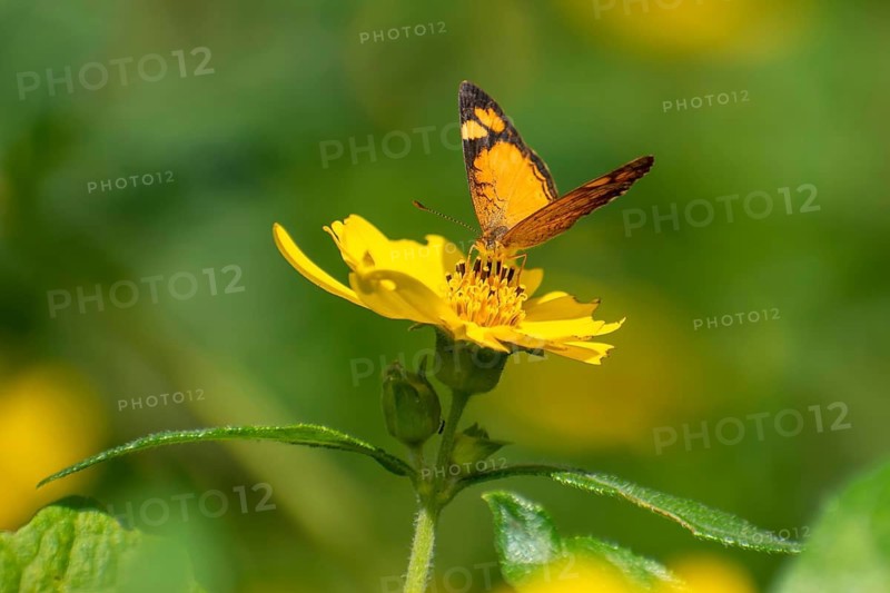 Butterfly of the species Claudina (Tegosa claudina) on a yellow flower in Buenos Aires, Argentina