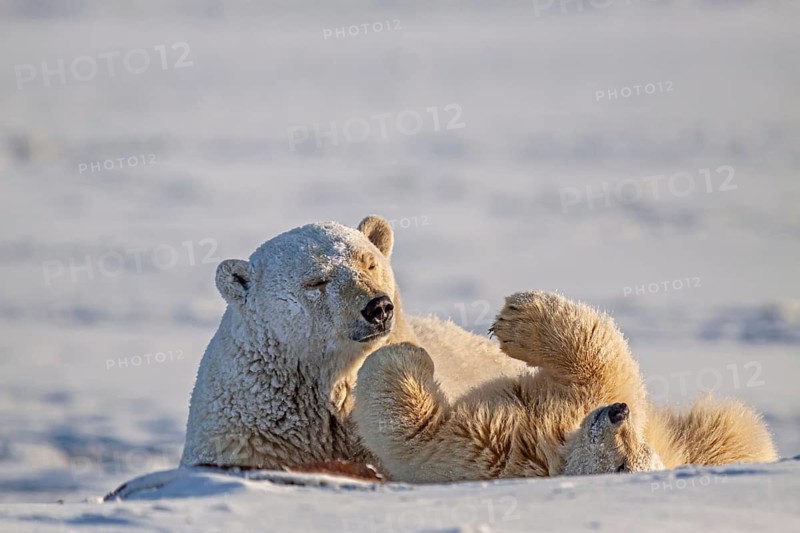 Polar bears (Ursus maritimus), mother polar bear playing with young in the snow, Kaktovik, Arctic National Wildlife Refuge, Alaska, USA