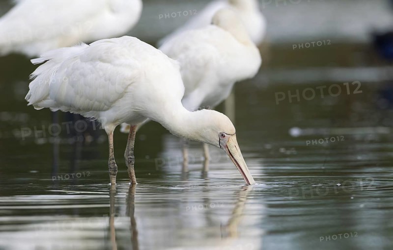 Yellow-billed Spoonbill (Platalea flavipes), Victoria, Australia