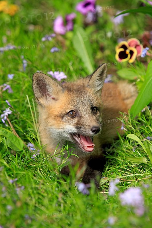 Red fox (Vulpes vulpes), young animal, meadow, flower, ten weeks old, portrait, Montana, USA, North America