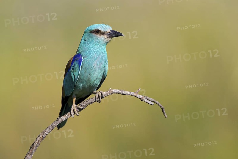 Roller, Almond Crow, (Coracias garrulus), animals, birds, raptors, raptor family, perch, biotope, habitat, Muselievo, Muselievo, Pleven, Bulgaria