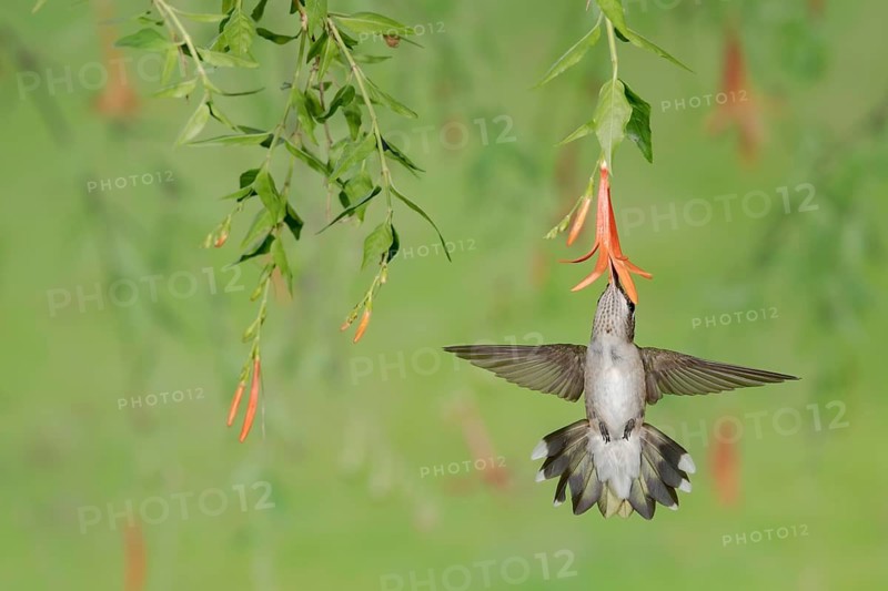 Ruby-throated Hummingbird (Archilochus colubris) female flying while feeding on flower nectar, Texas, USA