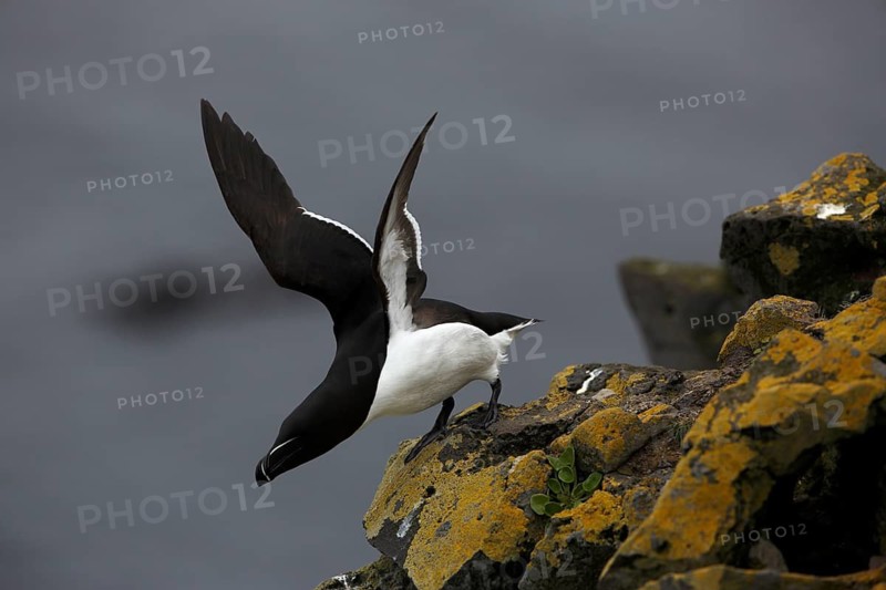 One Razorbill (Alca torda) lifting off of a coastal cliff in Latrabjarg, Iceland