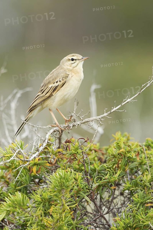 Tawny Pipit (Anthus campestris), Mallorca, Spain