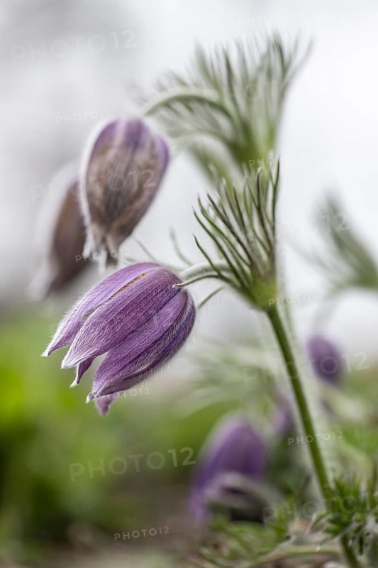 Pasque flower (Pulsatilla vulgaris), Emsland, Lower Saxony, Germany