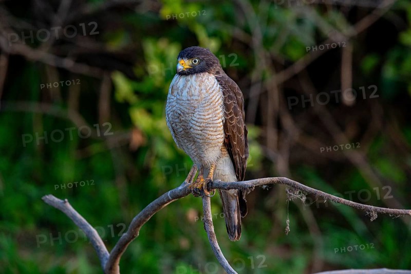 Roadside hawk (Buteo magnirostris) Pantanal Brazil