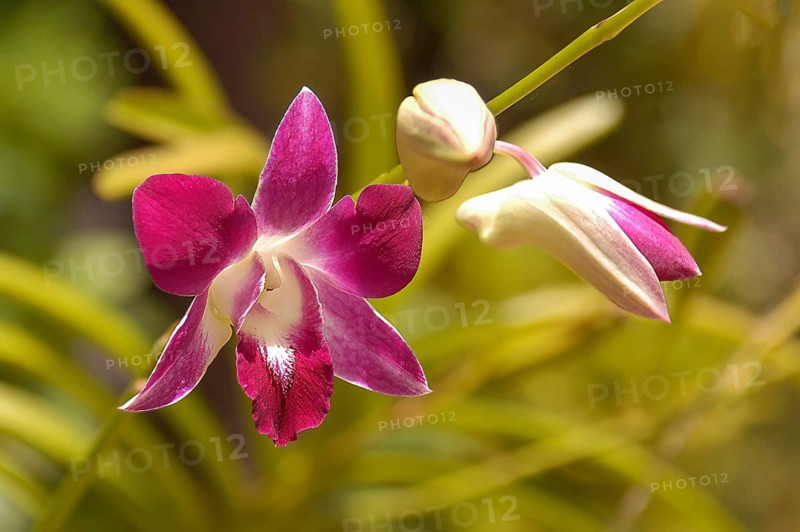 Left open flower of reddish pink orchid (Phalaenopsis), centre closed bud flower right opening flower in the wild, Philippines