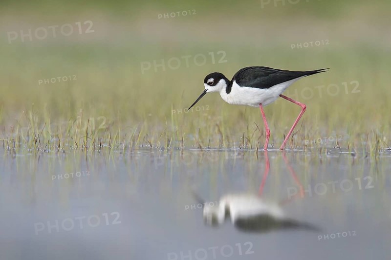 Black-necked Stilt (Himantopus mexicanus) feeding in a marsh in central Washington State, USA