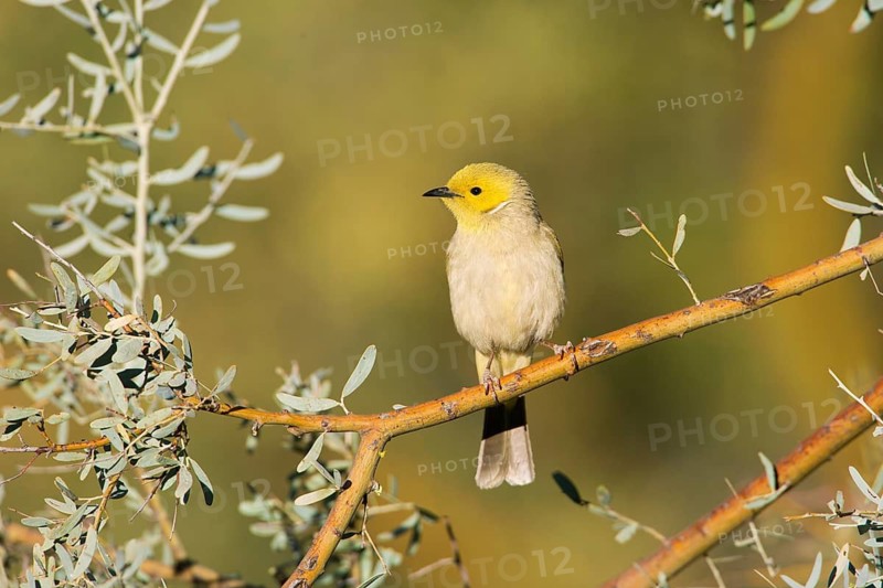White-plumed Honeyeater (Ptilotula penicillata), Northern Territory, Australia