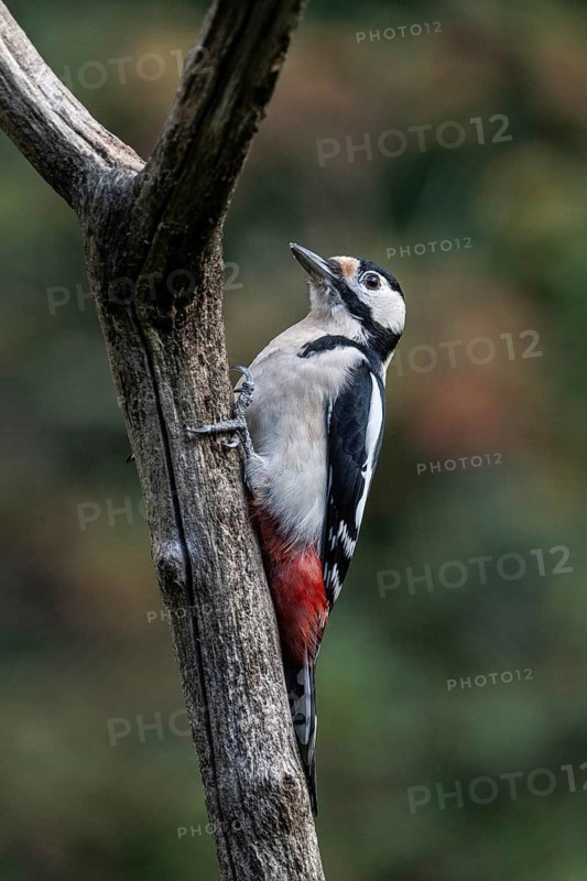 Great spotted woodpecker (Dedrocopos major), Emsland, Lower Saxony, Germany