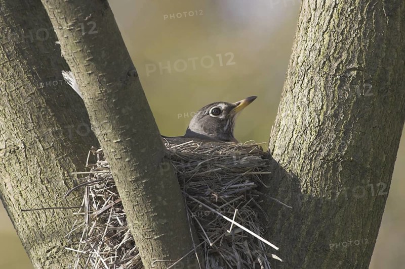 American Robin (Turdus migratorius), British Columbia, Canada
