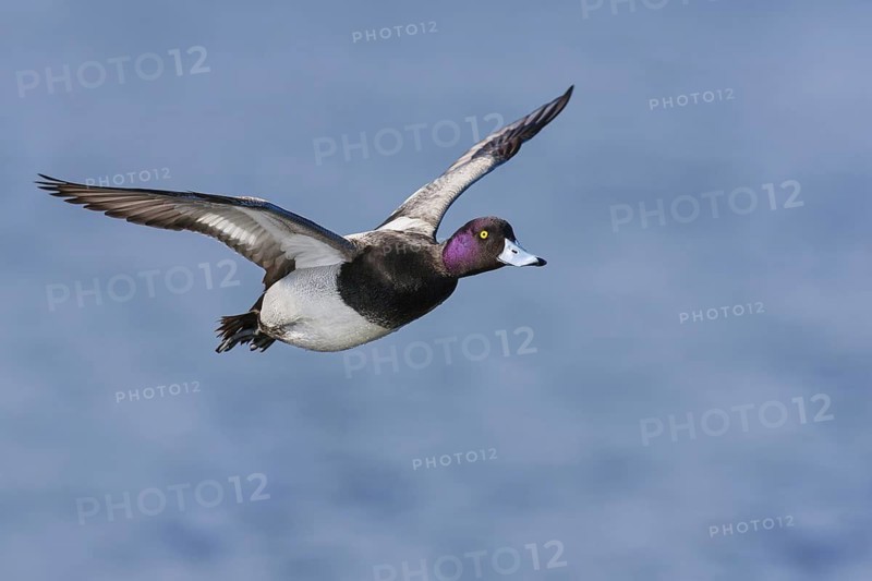 Lesser Scaup (Aythya affinis) male flying, British Columbia, Canada