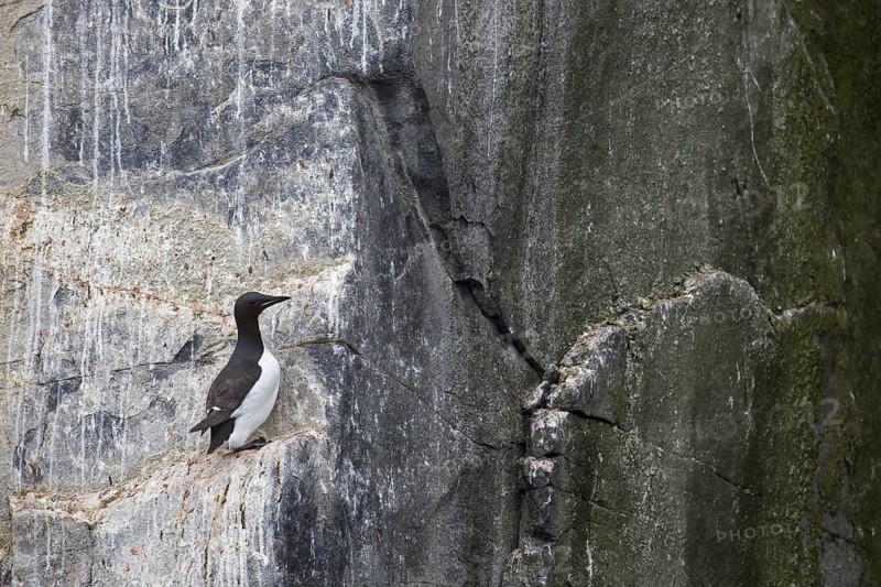Thick-billed murre (Uria lomvia), Brünnich's guillemot on rock ledge in sea cliff in seabird colony, Alkefjellet, Hinlopenstreet, Svalbard, Norway