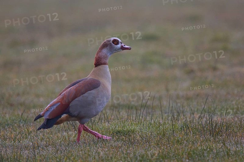Egyptian Goose (Alopochen aegyptiaca), North Rhine-Westphalia, Germany