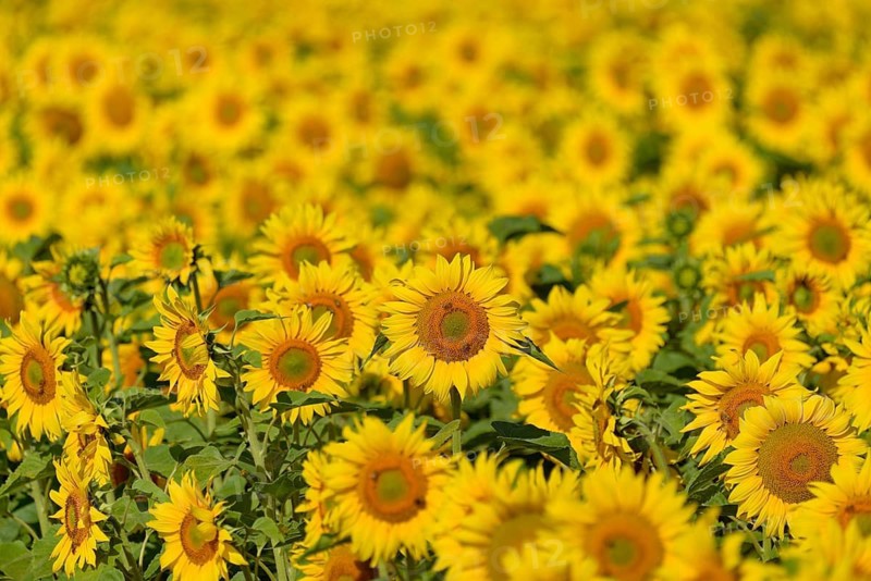 Sunflower field, sunflower (Helianthus annuus) in bloom, North Rhine-Westphalia, Germany