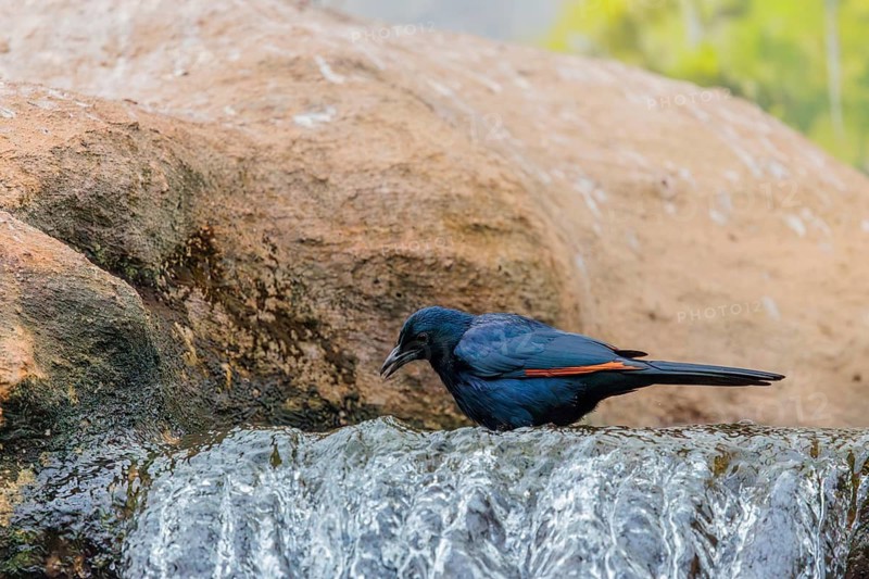 A male red-winged starling (Onychognathus morio) bathes in a small stream above a waterfall. Ethiopia, Kenya, Tanzania, Zambia, Mozambique, Zimbabwe, South Africa
