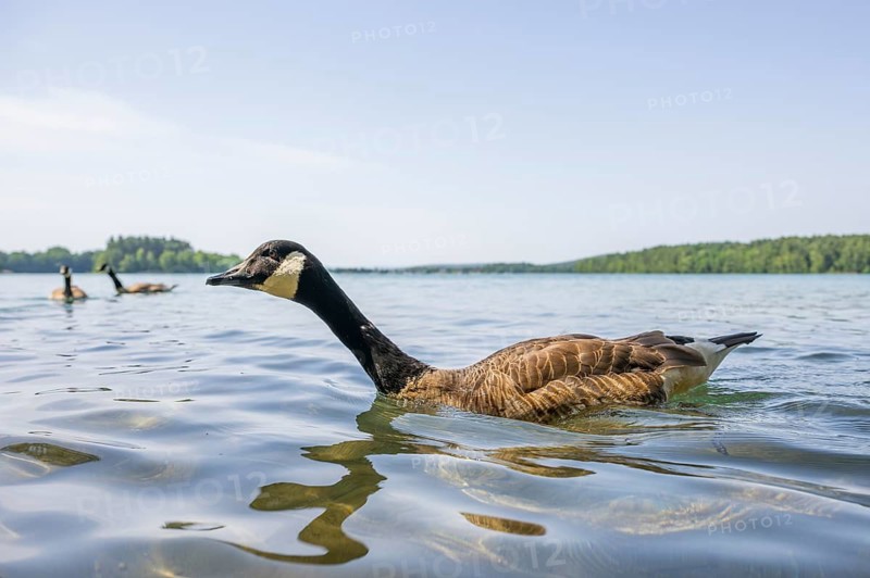 Canada goose (Branta canadensis) swimming on a lake, Bavaria, Germany