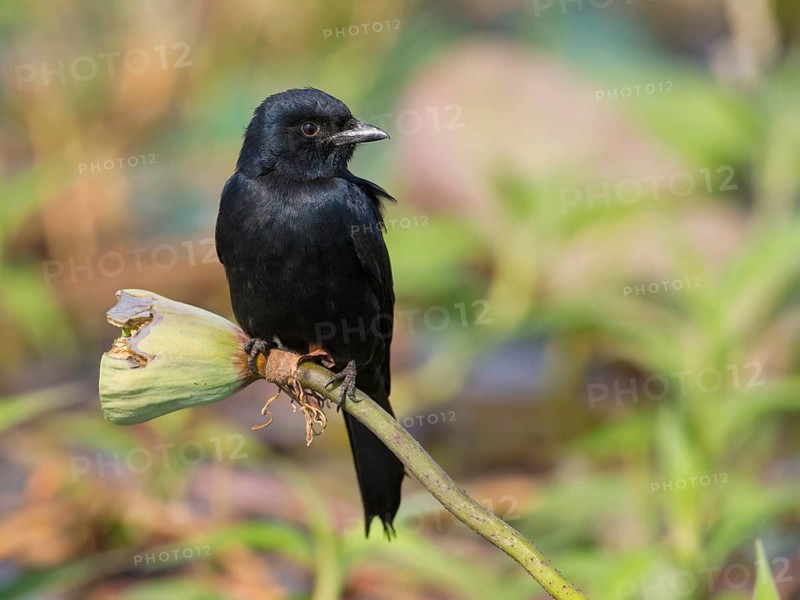 Black Drongo (Dicrurus macrocercus), Bueng Boraphet, Thailand