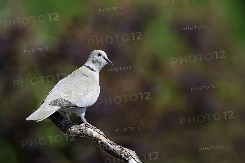 Eurasian Collared Dove (Streptopelia decaocto), Lower Saxony, Germany