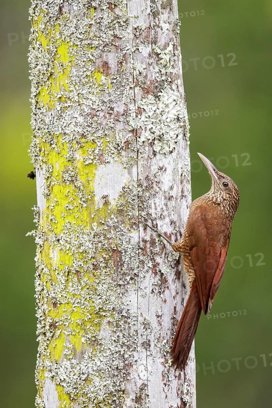 Black-banded Woodcreeper (Dendrocolaptes picumnus) perched on a branch in Manu National Park, Peru