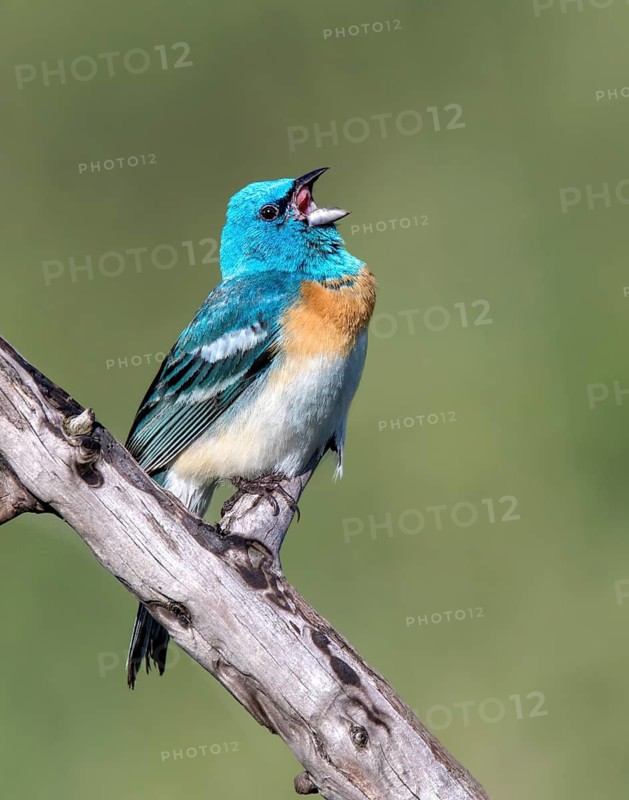 A male Lazuli Bunting (Passerina amoena), sings from a perch in Thoedore Roosevelt national Park, USA