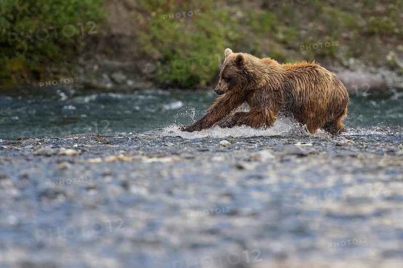 Grizzly Bear (Ursus arctos horribilis) hunting Pacific Salmon, British Columbia, Canada