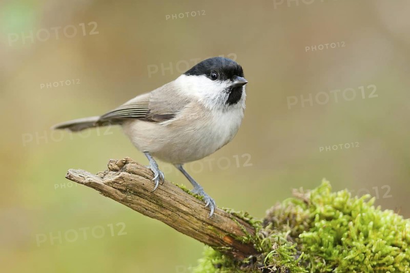 Marsh Tit (Poecile palustris), Baden-Wuerttemberg, Germany