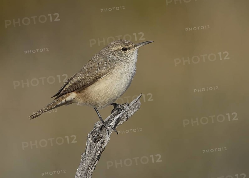 Rock Wren (Salpinctes obsoletus), New Mexico, USA