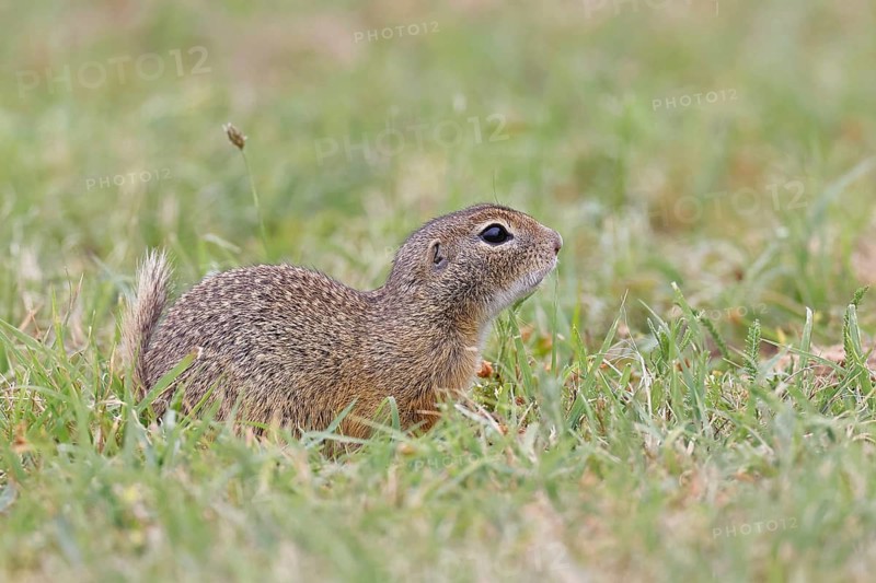 European ground squirrel (Spermophilus citellus) in a meadow, Burgenland Austria