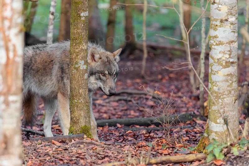 A young grey wolf (Canis lupus lupus) stands in the forest on an overcast day