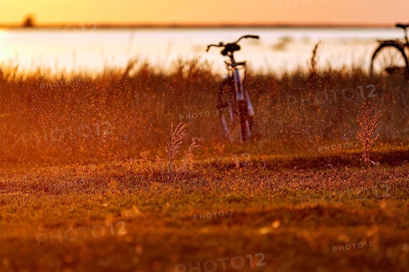 Swarm of mosquitoes, coastline with bicycle at sunset, Klintehamn, west coast of the island of Gotland, Baltic Sea, Sweden