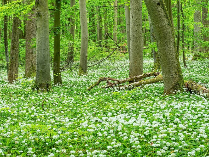 Wild garlic blossom (Allium ursinum) in the beech forest, Hainich National Park, Bad Langensalza, Thuringia, Germany
