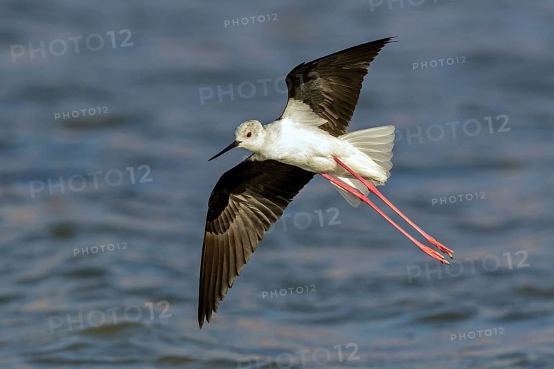 Stilt-walker, Himantopus himantopus, Israel