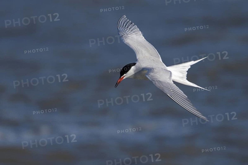 Flussseeschwalbe (Sterna hirundo), Common Tern, Altvogel im Flug, auf der Jagd im HAfen von Oudeschild, April, Insel Texel, Nordsee, Nordholland, Niederlande